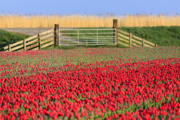 Sunrise lights up the fields of red tulips in bloom Berkmeer municipality of Koggenland North Holland The Netherlands Europe