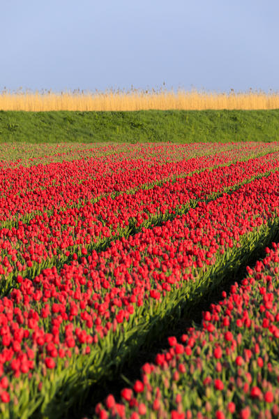 Sunrise lights up the fields of red tulips in bloom Berkmeer municipality of Koggenland North Holland The Netherlands Europe