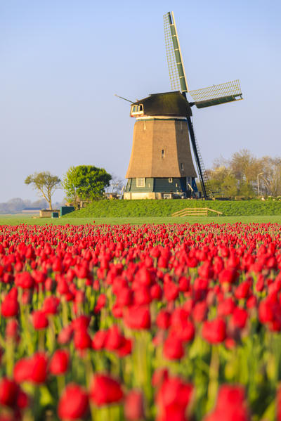 Fields of red tulips surround the typical windmill Berkmeer municipality of Koggenland North Holland The Netherlands Europe