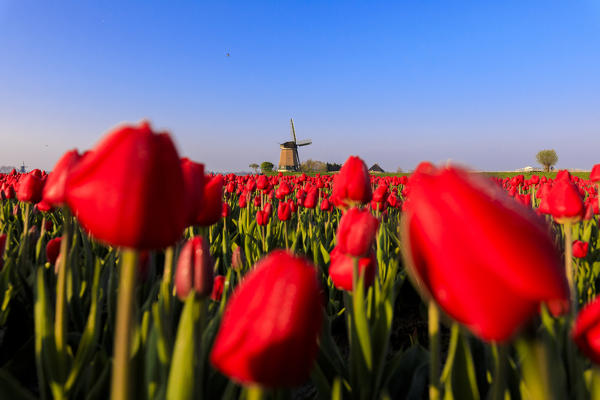 Fields of red tulips surround the typical windmill Berkmeer municipality of Koggenland North Holland The Netherlands Europe