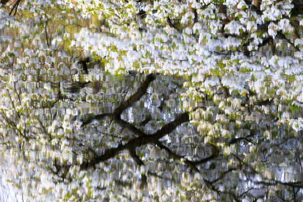 White cherry trees reflected in a pond Keukenhof Botanical garden Lisse South Holland The Netherlands Europe
