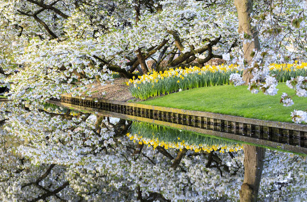 White cherry tree and flowers are reflected in a pond Keukenhof Botanical garden Lisse South Holland The Netherlands Europe