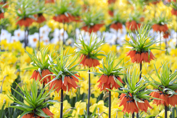Multicolored flowers in bloom at the Keukenhof Botanical garden Lisse South Holland The Netherlands Europe