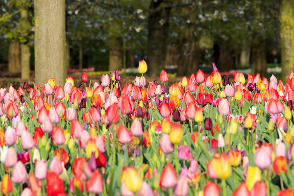 Multicolored tulips in bloom at the Keukenhof Botanical garden Lisse South Holland The Netherlands Europe