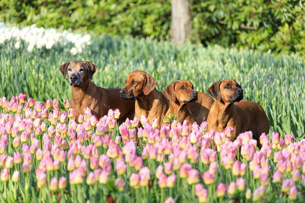 Dogs in the gardens of multi colored tulips in bloom Keukenhof Botanical park Lisse South Holland The Netherlands Europe