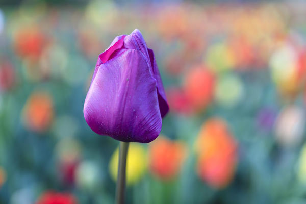 Close up of violet tulip in bloom at the Keukenhof Botanical garden Lisse South Holland The Netherlands Europe