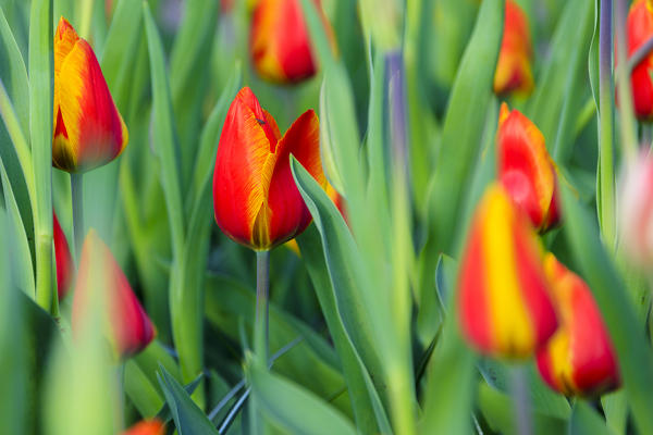 Close up of multicolored tulips in bloom at the Keukenhof Botanical garden Lisse South Holland The Netherlands Europe