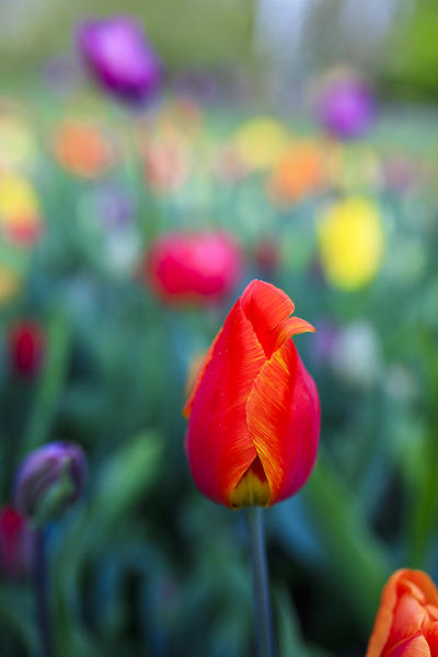 Close up of red tulip in bloom at the Keukenhof Botanical garden Lisse South Holland The Netherlands Europe