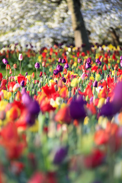 Multicolored tulips in bloom at the Keukenhof Botanical garden Lisse South Holland The Netherlands Europe