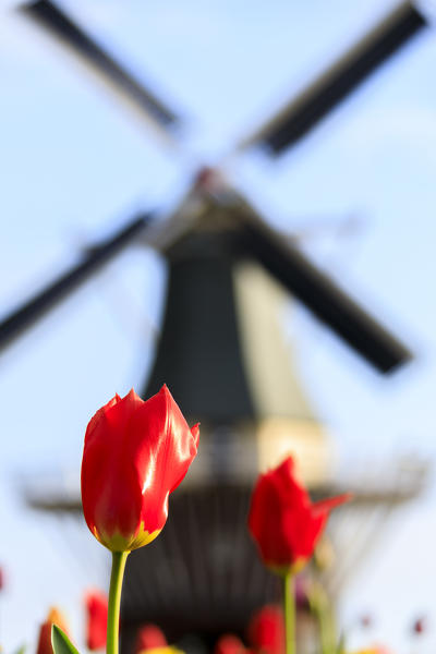 Close up of red tulips with windmill on the background Keukenhof Botanical garden Lisse South Holland The Netherlands Europe