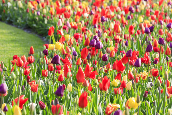 Multicolored tulips in bloom at the Keukenhof Botanical garden Lisse South Holland The Netherlands Europe