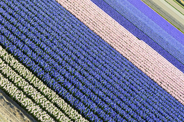 Rows of multicolored tulips in bloom in the fields of the Keukenhof Botanical garden Lisse South Holland The Netherlands Europe