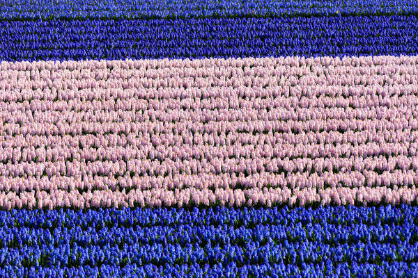 Rows of multicolored tulips in bloom in the fields of the Keukenhof Botanical garden Lisse South Holland The Netherlands Europe