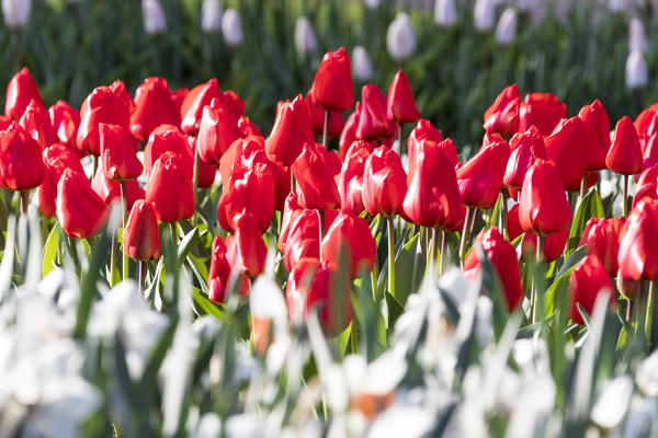Red tulips in bloom in the green grass of the Keukenhof Botanical garden Lisse South Holland The Netherlands Europe
