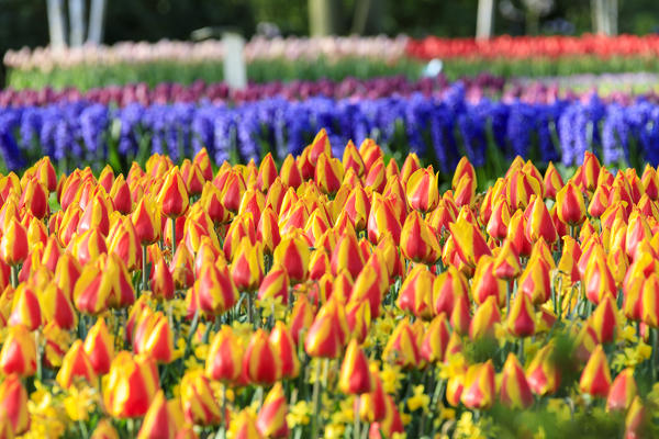 Multicolored tulips in bloom at the Keukenhof Botanical garden Lisse South Holland The Netherlands Europe