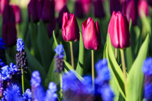 Close up of purple tulips and blue flowers in bloom at the Keukenhof Botanical garden Lisse South Holland The Netherlands Europe