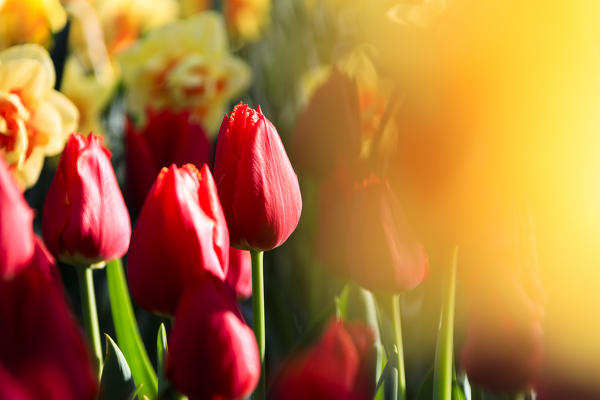 Close up of red and yellow tulips in bloom at the Keukenhof Botanical garden Lisse South Holland The Netherlands Europe