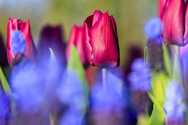 Close up of red and violet tulips in bloom at the Keukenhof Botanical garden Lisse South Holland The Netherlands Europe
