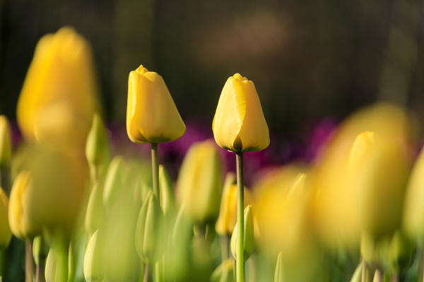 Close up of yellow tulips in bloom at the Keukenhof Botanical garden Lisse South Holland The Netherlands Europe