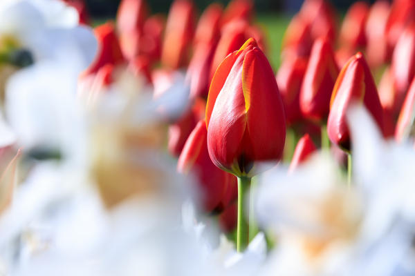 Close up of red tulips in bloom at the Keukenhof Botanical garden Lisse South Holland The Netherlands Europe