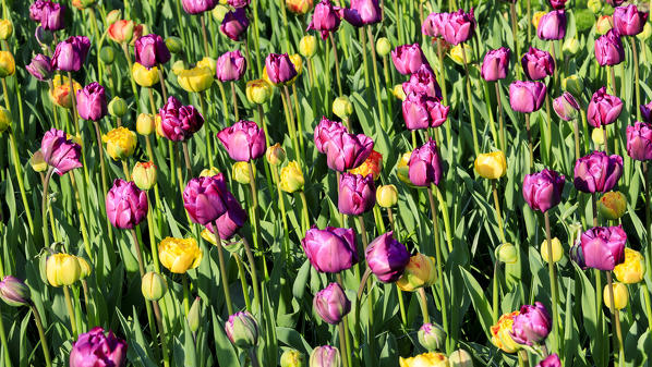 Multicolored tulips in bloom at the Keukenhof Botanical garden Lisse South Holland The Netherlands Europe