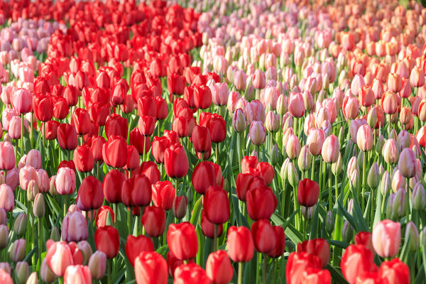 Pink and red tulips in bloom at the Keukenhof Botanical garden Lisse South Holland The Netherlands Europe