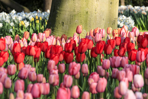Close up of pink and red tulips in bloom at the Keukenhof Botanical garden Lisse South Holland The Netherlands Europe
