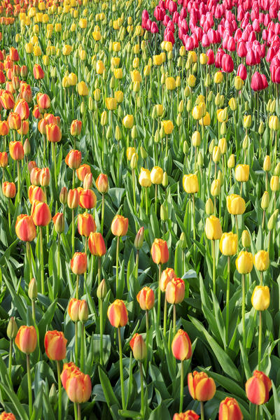 Multicolored tulips in bloom at the Keukenhof Botanical garden Lisse South Holland The Netherlands Europe