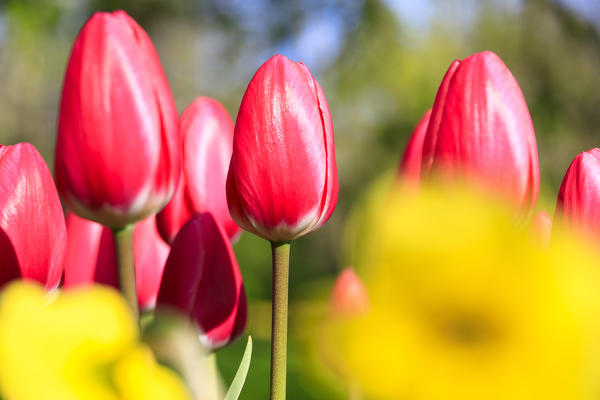 Close up of red tulips in bloom at the Keukenhof Botanical garden Lisse South Holland The Netherlands Europe