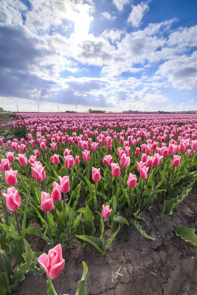 Rows of pink tulips in the fields of Oude-Tonge during spring bloom Goeree-Overflakkee South Holland The Netherlands Europe