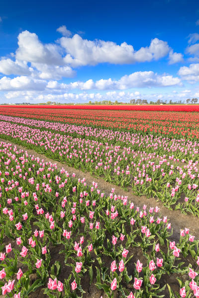 Multicolored tulips in the fields of Oude-Tonge during spring bloom Goeree-Overflakkee South Holland The Netherlands Europe