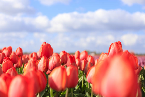 Close up of red tulips during spring bloom in the fields of Oude-Tonge Goeree-Overflakkee South Holland The Netherlands Europe