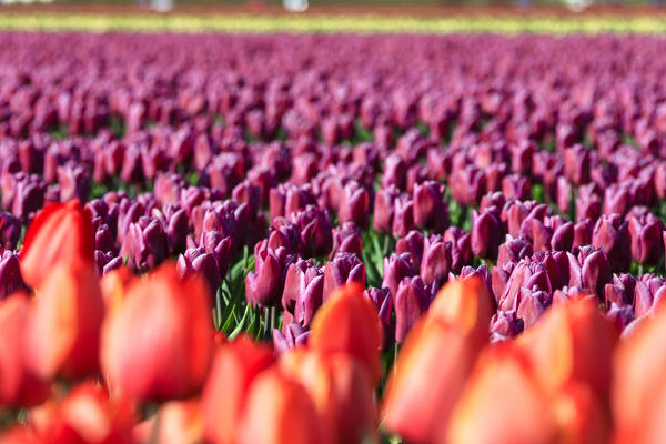 Close up of multicolored tulips during spring bloom Oude-Tonge Goeree-Overflakkee South Holland The Netherlands Europe