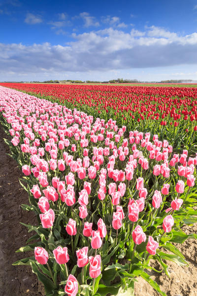 Multicolored tulips in the fields of Oude-Tonge during spring bloom Goeree-Overflakkee South Holland The Netherlands Europe