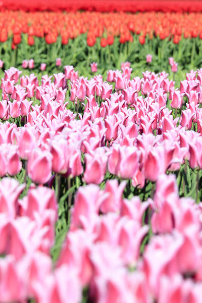 Close up of pink tulips during spring bloom Oude-Tonge Goeree-Overflakkee South Holland The Netherlands Europe