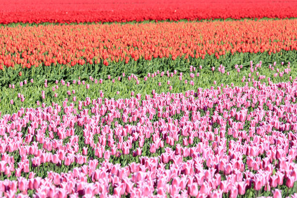 Details of multicolored tulips during spring bloom Oude-Tonge Goeree-Overflakkee South Holland The Netherlands Europe