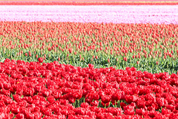 Details of multicolored tulips during spring bloom Oude-Tonge Goeree-Overflakkee South Holland The Netherlands Europe