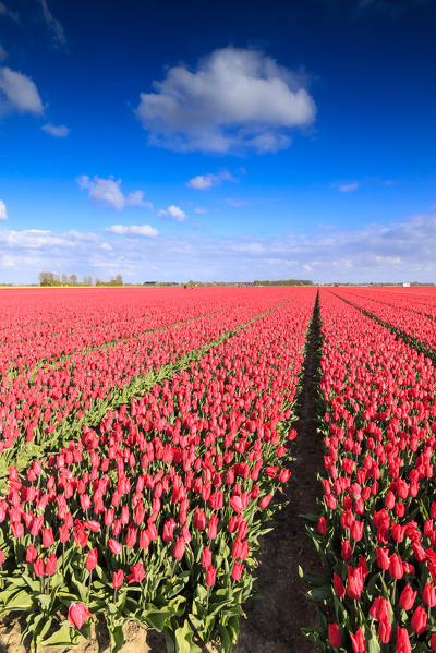 Blue sky and sun on fields of red tulips during spring bloom Oude-Tonge Goeree-Overflakkee South Holland The Netherlands Europe