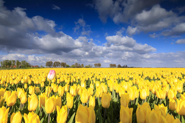 Blue sky and clouds in the fields of yellows tulips in bloom Oude-Tonge Goeree-Overflakkee South Holland The Netherlands Europe