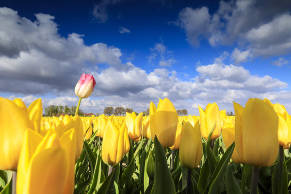 Close up of yellow tulips framed by blue sky and clouds Oude-Tonge Goeree-Overflakkee South Holland The Netherlands Europe
