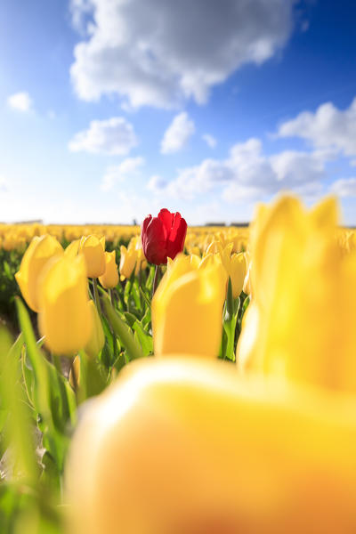 Sun on the red tulip framed by a multitude of yellow tulips Oude-Tonge Goeree-Overflakkee South Holland The Netherlands Europe