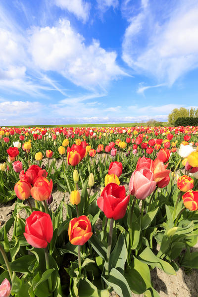 Blue sky and clouds on fields of multicolored tulips Yerseke Reimerswaal province of Zeeland Holland The Netherlands Europe