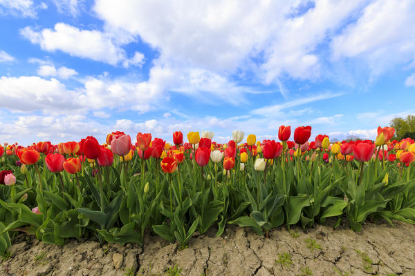 Blue sky and clouds on fields of multicolored tulips Yerseke Reimerswaal province of Zeeland Holland The Netherlands Europe