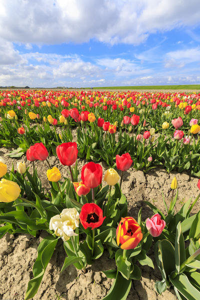 Blue sky and clouds on fields of multicolored tulips Yerseke Reimerswaal province of Zeeland Holland The Netherlands Europe