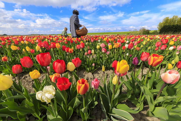 People admire the multicolored tulips in fields Yerseke Reimerswaal province of Zeeland Holland The Netherlands Europe