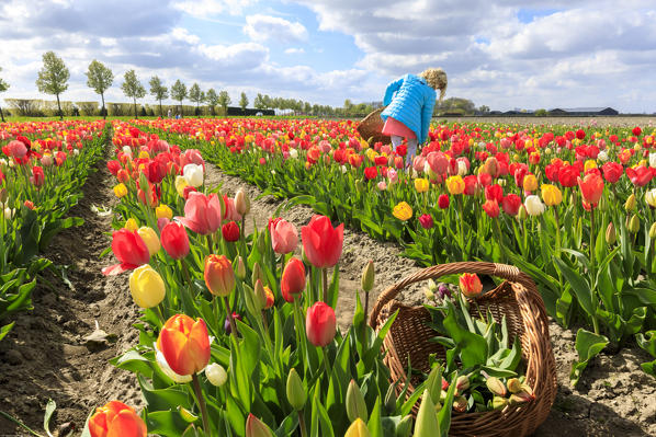 Girl collects the multicolored tulips during spring Yerseke Reimerswaal province of Zeeland Holland The Netherlands Europe