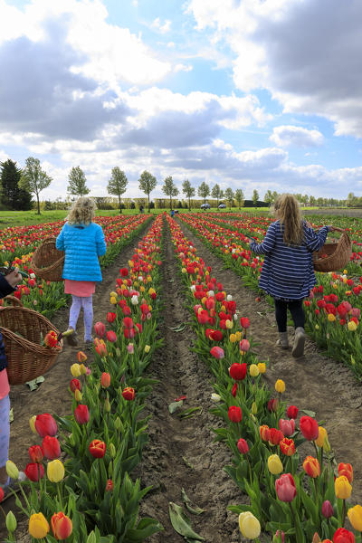 Children collect the multicolored tulips during spring Yerseke Reimerswaal province of Zeeland Holland The Netherlands Europe