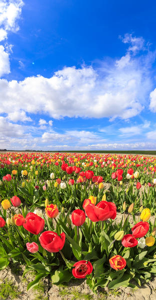 Panorama of multicolored tulips framed by blue sky Yerseke Reimerswaal province of Zeeland Holland The Netherlands Europe