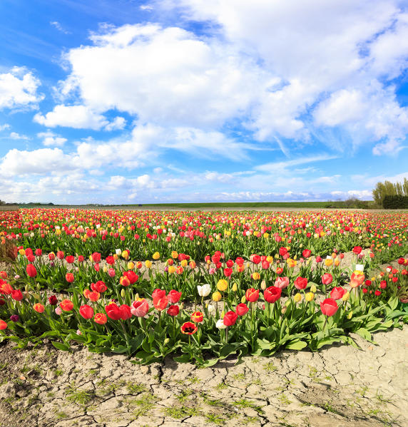 Panorama of multicolored tulips framed by blue sky Yerseke Reimerswaal province of Zeeland Holland The Netherlands Europe