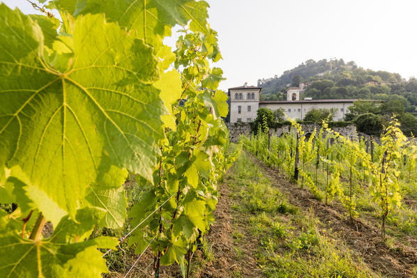 Sunrise on the ancient monastery of Astino surrounded by vineyards Longuelo, Province of Bergamo, Lombardy, Italy, Europe